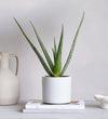 Aloe Vera & Pot
