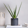Aloe Vera & Pot