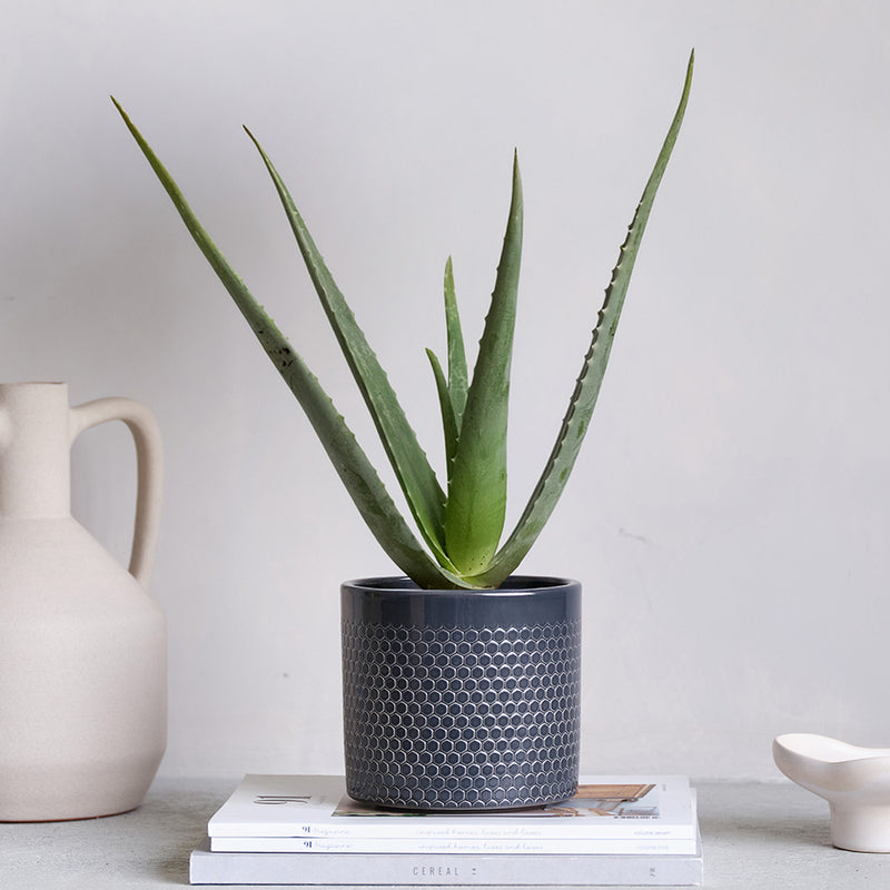Aloe Vera & Pot