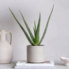 Aloe Vera & Pot