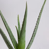 Aloe Vera & Pot