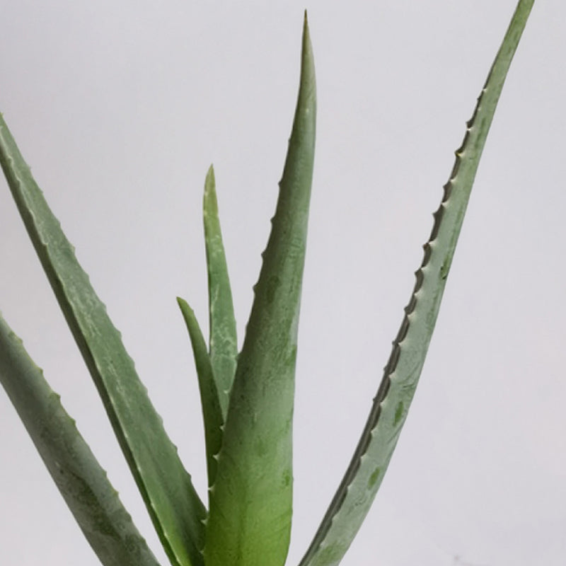 Aloe Vera & Pot