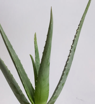 Aloe Vera & Pot