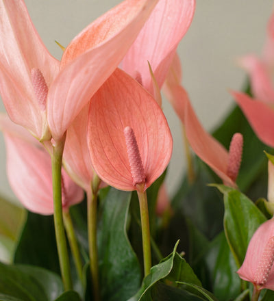 Anthurium Lilli in Glass