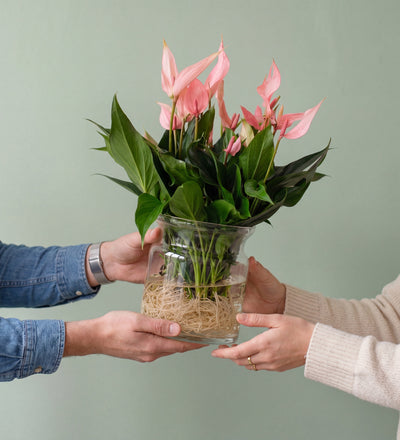Anthurium Lilli in Glass