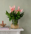 Anthurium Lilli in Glass