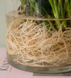 Anthurium Lilli in Glass