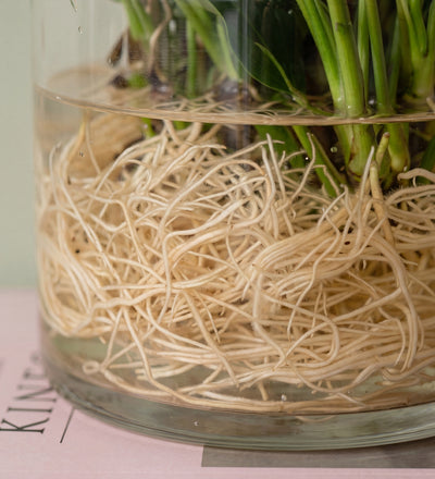 Anthurium Lilli in Glass