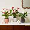 Anthurium Bundle