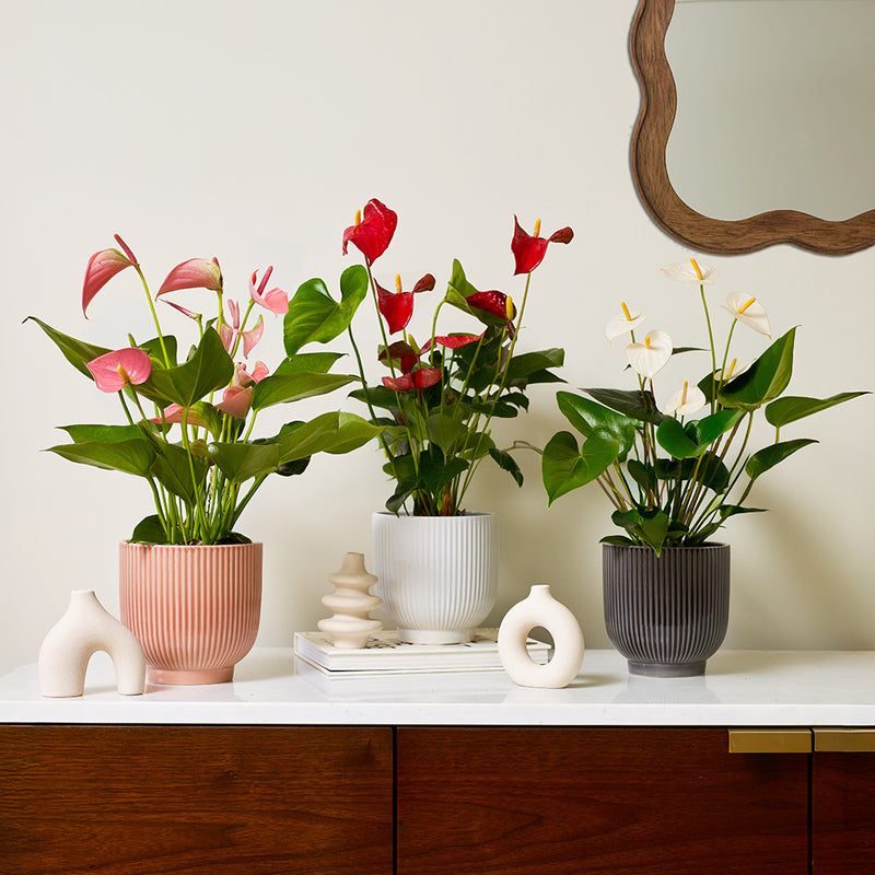 Anthurium Bundle
