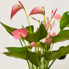 Anthurium Bundle