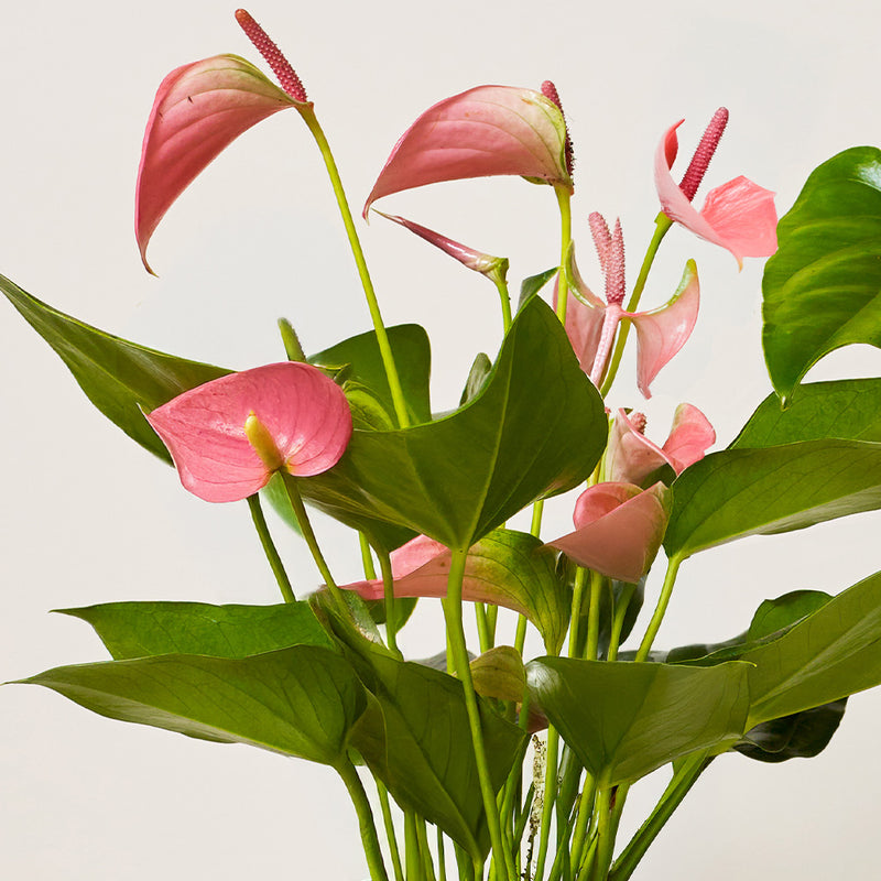 Anthurium Bundle