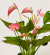 Anthurium Bundle