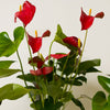 Anthurium Bundle