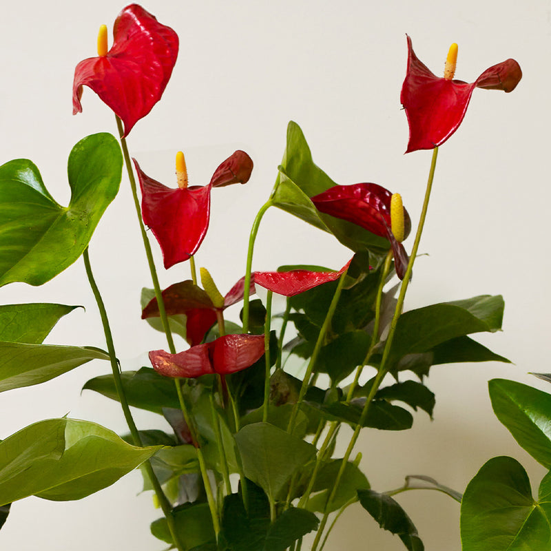 Anthurium Bundle