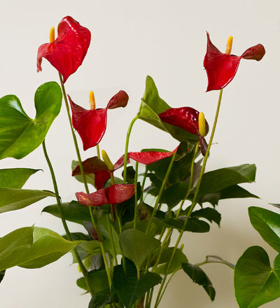 Anthurium Bundle