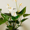 Anthurium Bundle