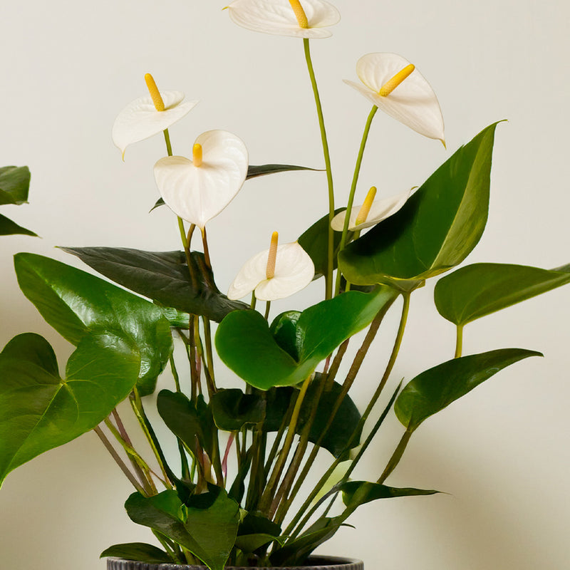 Anthurium Bundle