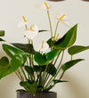 Anthurium Bundle