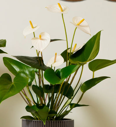 Anthurium Bundle