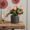 Apricot Christmas Cactus & Pot