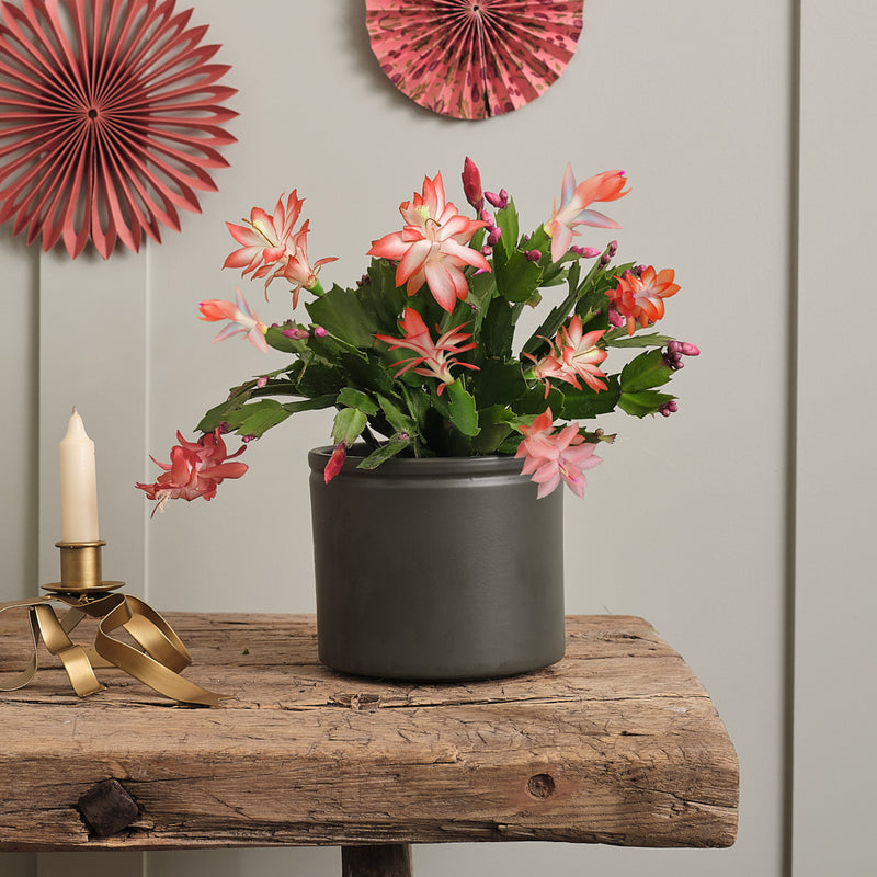 Apricot Christmas Cactus & Pot