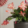 Apricot Christmas Cactus & Pot
