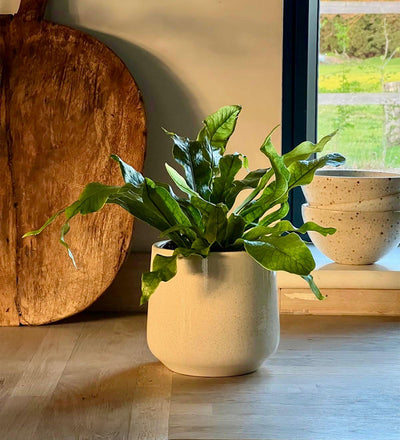 A Year of Houseplants Bundle