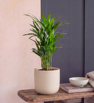 Areca Palm