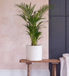 Areca Palm