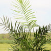 Artificial Areca Palm (UV protected)