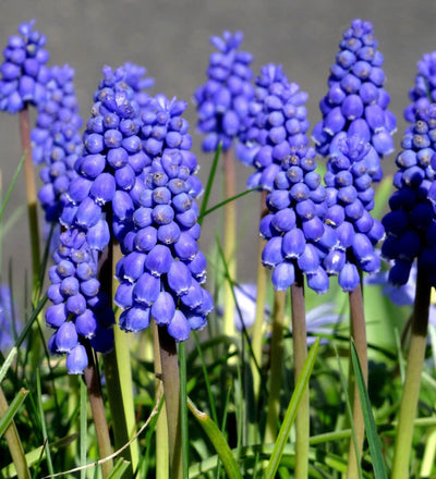 Grape Hyacinth Bulbs