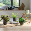Pet Friendly Plant Bundle