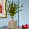 Dracaena Marginata & Pot