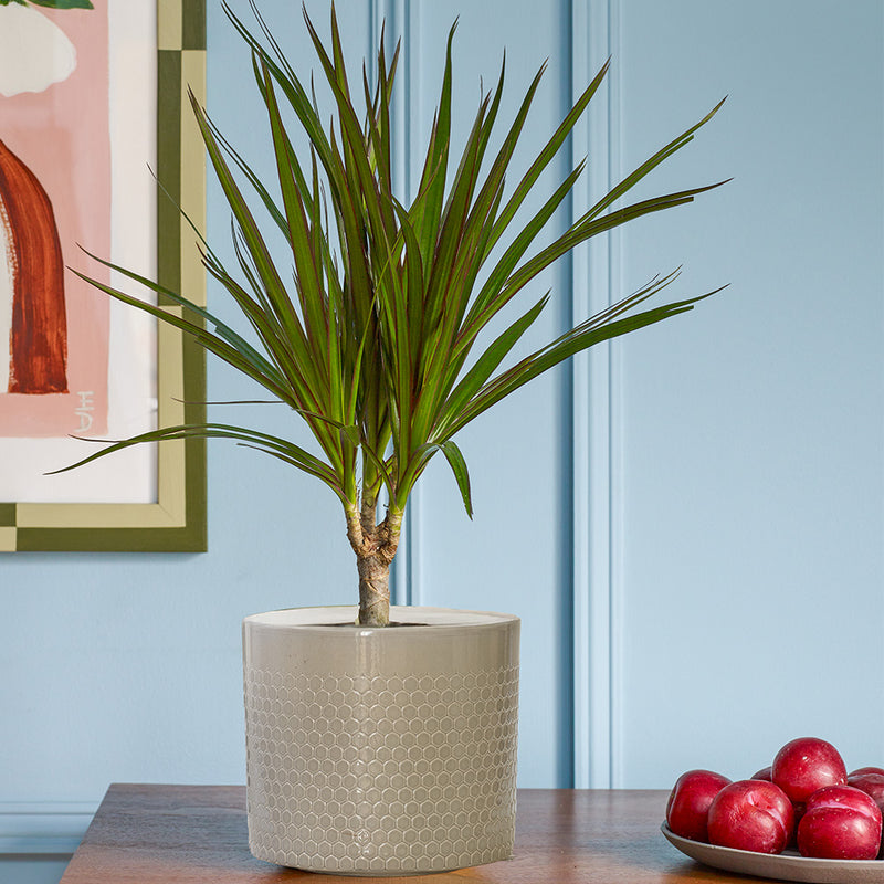 Dracaena Marginata & Pot