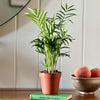 Parlour Palm