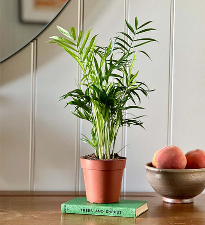 parlor palm uk Parlour Palm