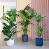Large Plant Bundle