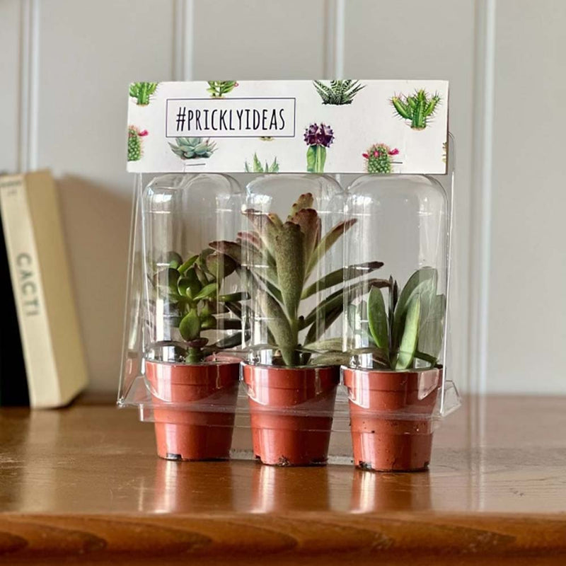Tiny Trio of Succulents