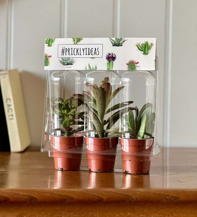 Tiny Trio of Succulents