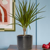 Dracaena Marginata & Pot