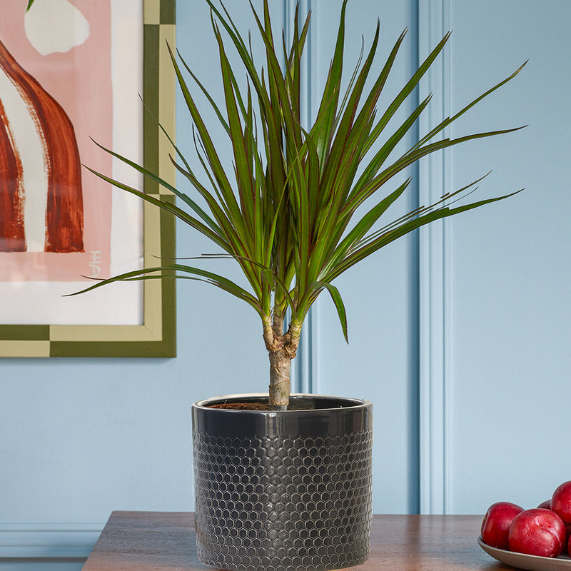 Dracaena Marginata & Pot