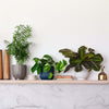 Shelfie Bundle