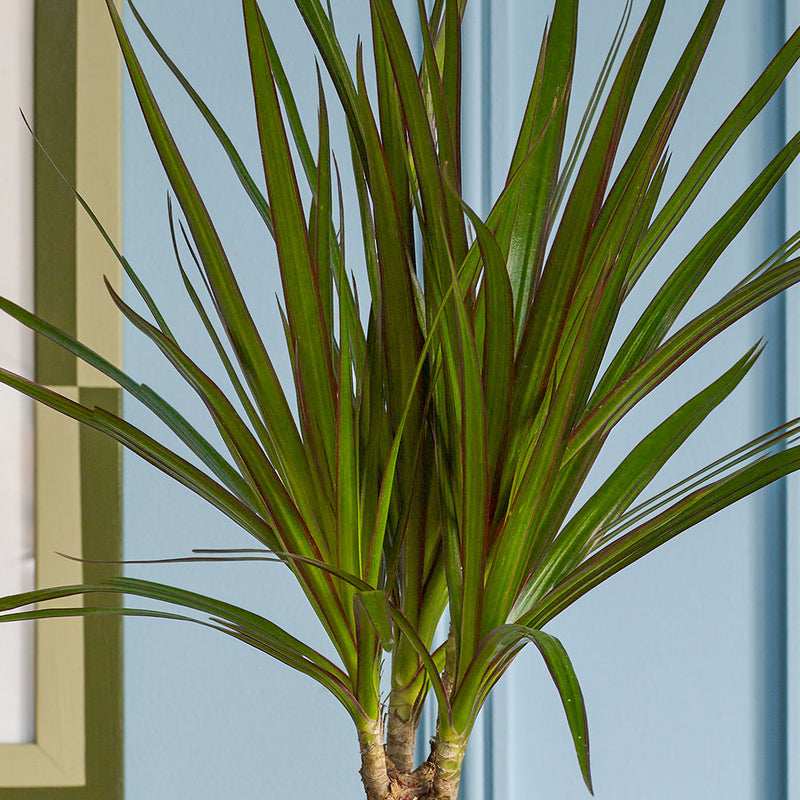Dracaena Marginata & Pot