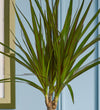 Dracaena Marginata & Pot