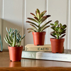 Tiny Trio of Succulents