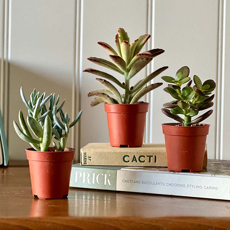 Tiny Trio of Succulents