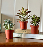 Tiny Trio of Succulents