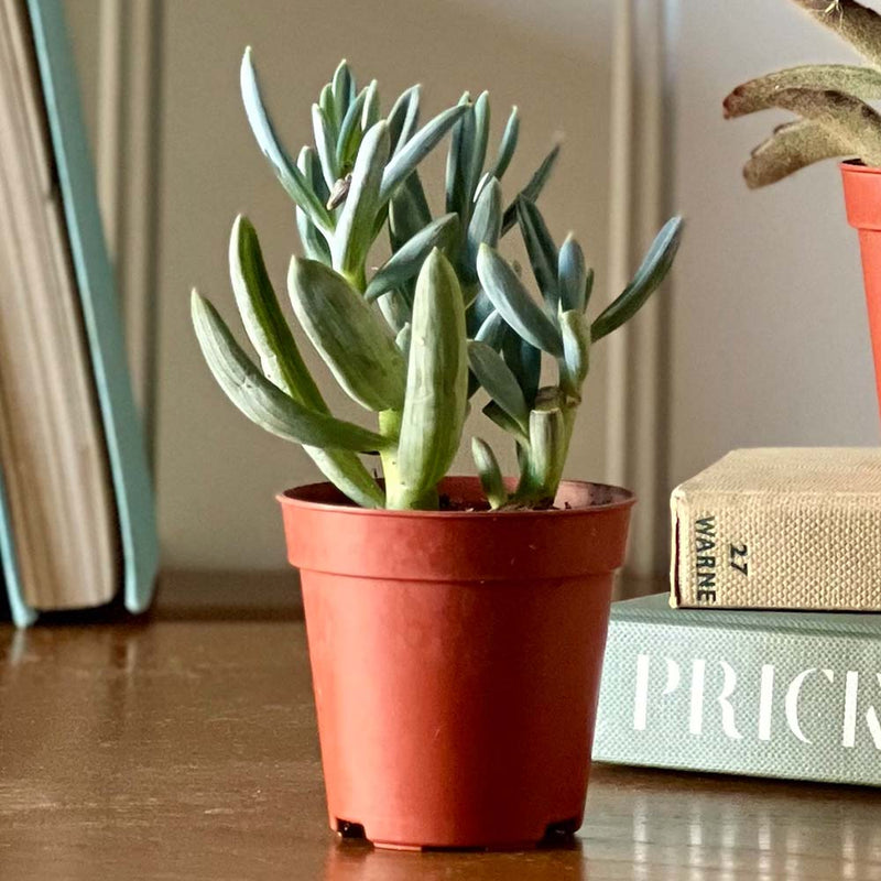 Tiny Trio of Succulents