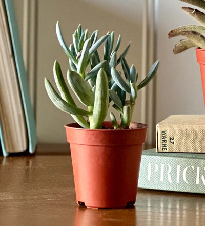 Tiny Trio of Succulents